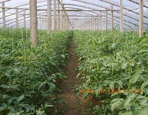 蔬菜大棚專業設計建造 創新型的蔬菜大棚,蔬菜大棚專業設計建造 創新型的蔬菜大棚生產廠家,蔬菜大棚專業設計建造 創新型的蔬菜大棚價格