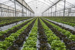 大棚蔬菜病害的5大有機防控措施