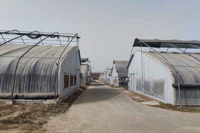 大棚菇朵旺 群眾生活甜