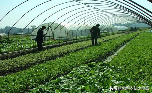蔬菜大棚冬季通風技巧 農民需注意的五個關鍵點