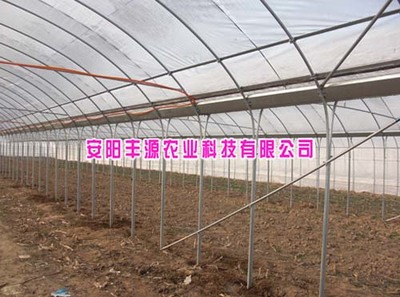 安陽豐源農業 連棟大棚廠家的創新技術與產品展示