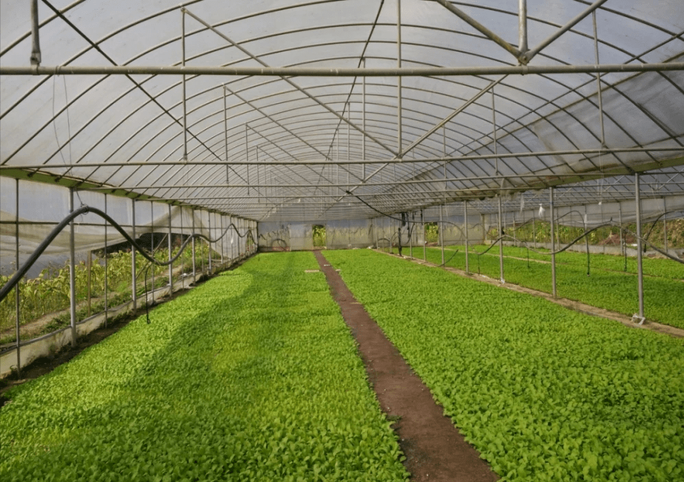 冬季大棚蔬菜管理要點 保溫、控濕與健康栽培